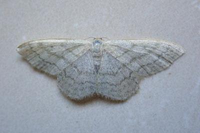 <i>Idaea subsericeata</i>