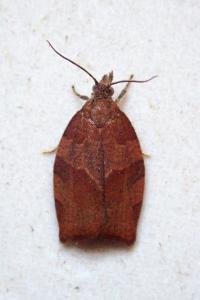 <i>Pandemis heparana</i>