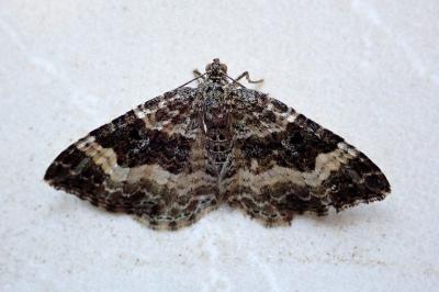 <i>Epirrhoe alternata</i>
