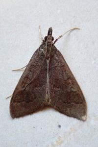 <i>Mecyna asinalis</i>