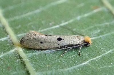 <i>Tinea trinotella</i>