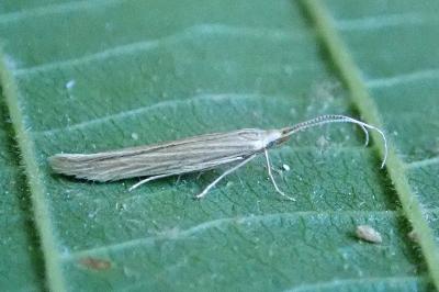 <i>Coleophora</i>