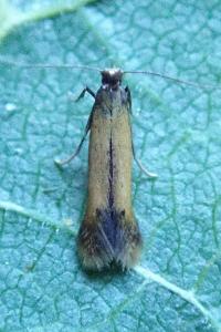 <i>Coptotriche marginea</i>