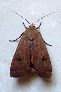 <i>Noctua pronuba</i>