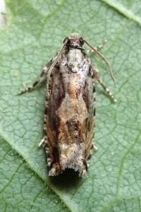 <i>Zeiraphera isertana</i>