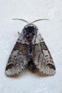 <i>Furcula furcula</i>