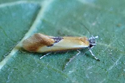 <i>Batia lunaris</i>