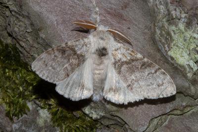 <i>Calliteara pudibunda</i>