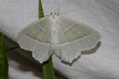 <i>Campaea margaritaria</i>