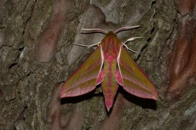 <i>Deilephila elpenor</i>