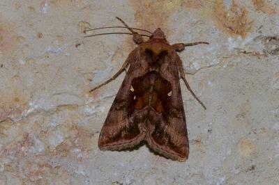 <i>Autographa jota</i>