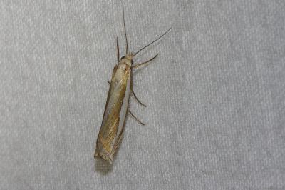 <i>Crambus pascuella</i>
