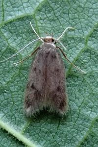 <i>Borkhausenia nefrax</i>