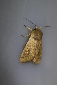 <i>Orthosia cruda</i>