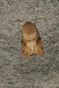 <i>Orthosia incerta</i>