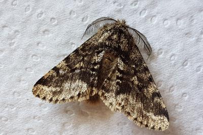 <i>Lycia hirtaria</i>