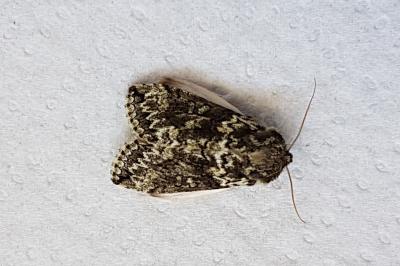 <i>Polyploca ridens</i>