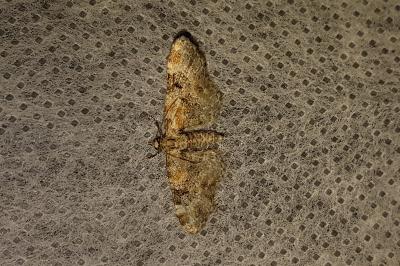 <i>Eupithecia pulchellata</i>