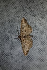 <i>Peribatodes rhomboidaria</i>