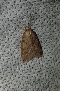 <i>Pachycnemia hippocastanaria</i>