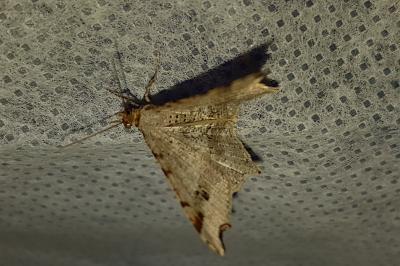 <i>Macaria alternata</i>