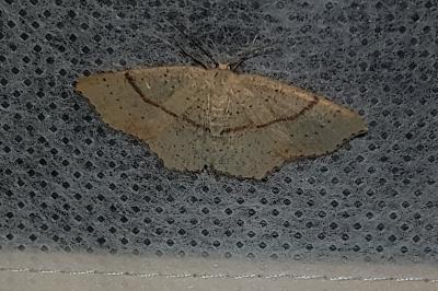 <i>Cyclophora punctaria</i>