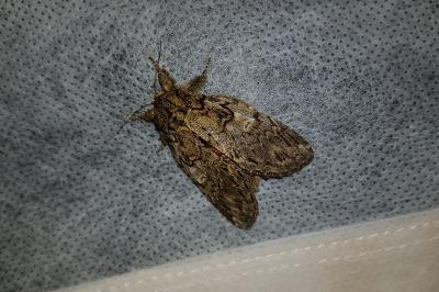 <i>Peridea anceps</i>