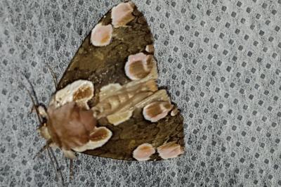 <i>Thyatira batis</i>
