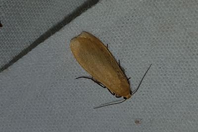 <i>Wittia sororcula</i>