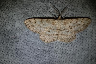 <i>Hypomecis punctinalis</i>