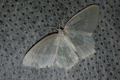 <i>Jodis lactearia</i>