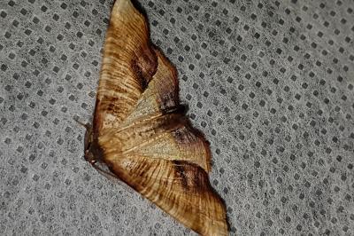 <i>Plagodis dolabraria</i>