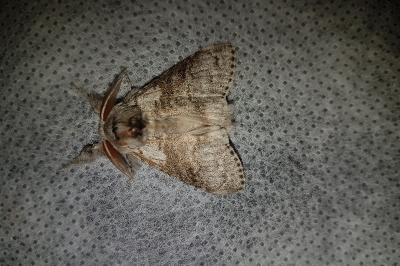 <i>Calliteara pudibunda</i>