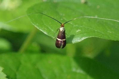 <i>Adela australis</i>