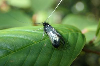 <i>Adela reaumurella</i>