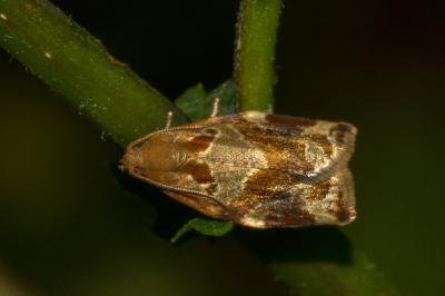 <i>Archips xylosteana</i>