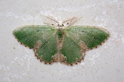 <i>Comibaena bajularia</i>