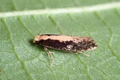 <i>Monopis crocicapitella</i>