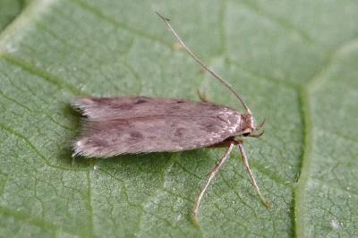 <i>Borkhausenia nefrax</i>