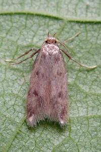 <i>Borkhausenia nefrax</i>