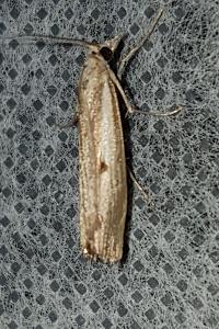 <i>Agriphila geniculea</i>