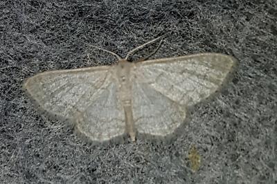 <i>Idaea subsericeata</i>