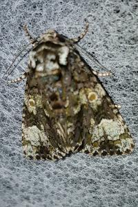<i>Craniophora ligustri</i>