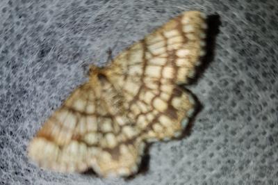 <i>Chiasmia clathrata</i>