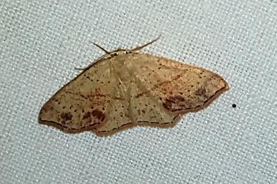 <i>Cyclophora punctaria</i>