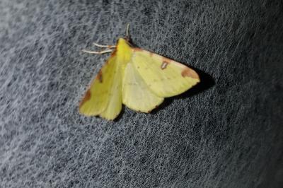 <i>Opisthograptis luteolata</i>