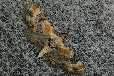 <i>Eupithecia linariata</i>