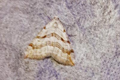 <i>Aplocera efformata</i>