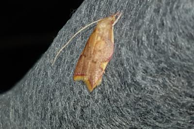 <i>Carcina quercana</i>