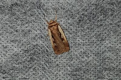 <i>Ochropleura plecta</i>